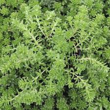 Image result for Sedum ruwenzoriense