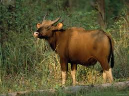 Image result for images of nagarhole national park