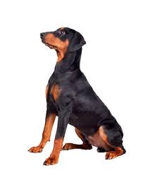 Der dobermann ist ein mutiger hund, der sich in der regel nur an einen einzigen menschen bindet. Dobermann Wachstum Grosse Und Gewicht Mit Tabellen Und Kurven