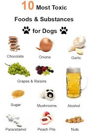 The list is based on factual data regarding the percentage of all the ingredients used in the various dog foods. 10 Most Toxic Foods And Substances For Dogs Dog Food Recipes Toxic Foods For Dogs Healthy Dog Food Recipes
