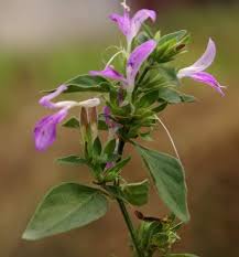 Image result for Dicliptera maculata