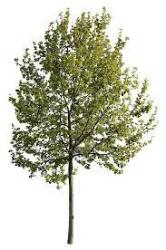 Platanus Occidentalis Vi Plane Tree Png Transparent Background Occidentalis Platanus Tree Photoshop Shade Trees Deciduous Trees