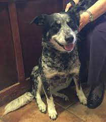 Pin On Dogs For Adoption
