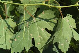 Image result for Colomerus vitis