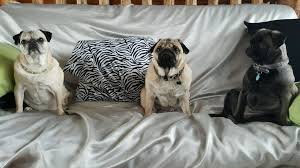 Our content covers the critical trends and dynamics of the. Summit Pet Care Home Facebook