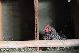 Ideally, the boxes will be placed in an area of the coop that is fairly dark and not too busy. Chicken Nesting Box Dimensions How Big Should A Chicken Nesting Box Be