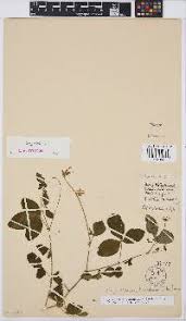 Image result for Argyrolobium tomentosum