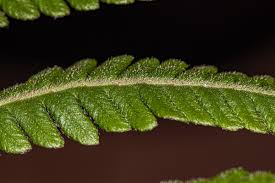 Image result for Christella gueinziana