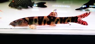 Image result for Leptochloa obtusiflora