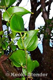 Image result for Smilacaceae