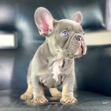 We strive to improve the breed and put a lot of thought into the pairing of our dogs. Helio Lilac Tan Boy Rare Frenchie French Bulldog Puppies Las Vegas Nv Facebook