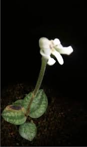 Image result for Barleria rotundifolia