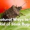 8 mosquito repellent plants to keep pests away from your garden. 1