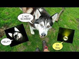 See How This Clever Dog Conquers His Fear Of The Dark Youtube Clever Dog Fear Of The Dark Dogs