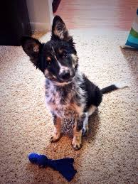 Australian Shepherd Blue Heeler Mix Black And White Border Collie Blue Heeler Mix Cute Animals Cute Dogs And Puppies Animals