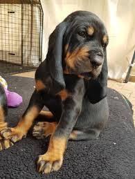 Montgomery county, hatfield, pa id: Pedigree Kc Registered Black And Tan Coonhound Puppies In Walpole St Andrew Norfolk Born 15 05 19