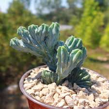 Image result for Myrtillocactus geometrizans