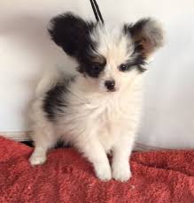 We did not find results for: Black Kittens For Sale Craigslist Novocom Top