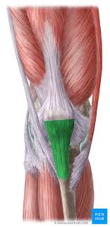 Ligaments are a very strong connective tissue that have very little give and are not designed to stretch at all. Patellar Tendon Anatomy Origin Insertion Function Kenhub