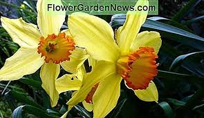 Fiori gialli di narciso che sbocciano in giardino. Tipi Di Narcisi Consigli Utili Giardinieri E Giardinieri 2021