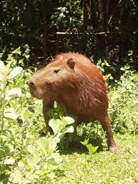 Los carpinchos conviven felices y se relacionan con animales de otras especies. Capibara El Roedor Mas Grande Del Planeta La Aldea Irreductible