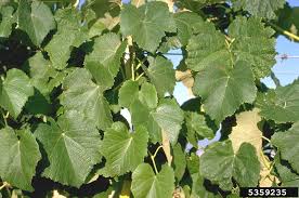 Image result for Vitis vinifera
