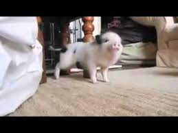 Little Pig Dancing Work Youtube