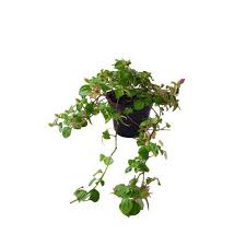 Image result for Dissotis