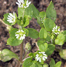 Stellaria Media ile ilgili gÃ¶rsel sonucu