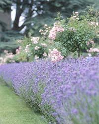 Gartengestaltung Der Romantische Garten Garten Lavendel Blumen Fur Garten Pflanzen