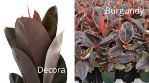Ship bare roots.shipped with usps priority mail. Rubber Tree Guide How To Take Care Of A Rubber Tree Plant