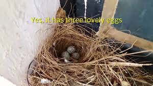 Gleanings and other shining things. Oriental Magpie Robin Common Black Bird Making Nest In My House Window Youtube
