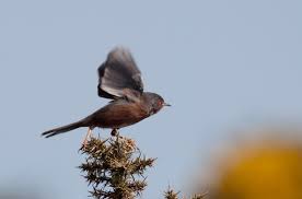 Dartford Warbler