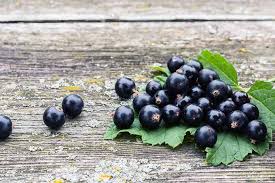 Do you know what got black currants banned? Why You Should Eat Blackcurrants Foodal Com
