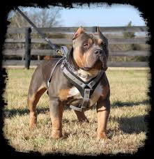 See more ideas about pitbull puppies, pitbull dog, pitbull terrier. Xl American Bully Breeders In Florida Florida State Bullys