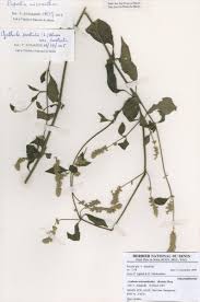 Image result for Pupalia micrantha