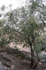 Image result for Searsia lancea