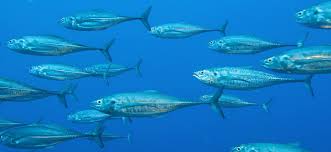 Image result for Cordyla