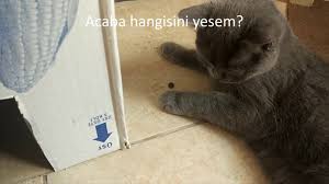 Mama Tercihi 1 Cilek Hangisini Yiyecek Acana Balikli Vs N D Kuzulu 2 Mayis 2020 Hatay Youtube