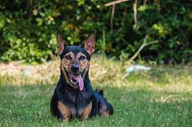 There are many dog lovers that turn to these hybrid dogs because they believe that they are healthier due to what is known as hybrid vigour. Is The German Shepherd Doberman Mix The Dog For You K9 Web