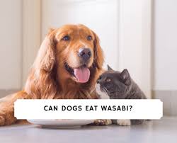 Don't feed your dog wasabi. Can Dogs Eat Wasabi Benefits Dangers Info 2021 We Love Doodles