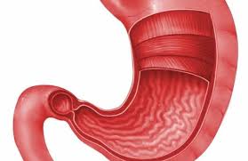 Đông y dùng cháo gạo lứt để phòng ngừa và trừ bệnh thổ tả, kiết lỵ, cầm mồ hôi. Tá»•ng Quan 9 Ä'iá»u Quan Trá»ng Cáº§n Biáº¿t Vá» Bá»‡nh Viem Dáº¡ Day Hello Bacsi