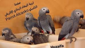 Maybe you would like to learn more about one of these? ØªØ±Ø¨ÙŠØ© Ø§Ù„Ø¨Ø¨ØºØ§Ø¡ Ø§Ù„Ø±Ù…Ø§Ø¯ÙŠ Ø§Ù„Ø¥ÙØ±ÙŠÙ‚ÙŠ Ø§Ù„ÙƒØ§Ø³ÙƒÙˆ Parrot Alcasko Home Facebook