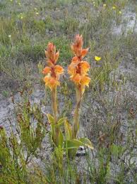 Image result for Satyrium trinerve