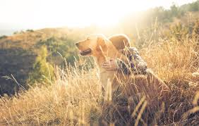 The golden retriever lab mix is a highly sought after designer dog with an impeccable work ethic and desire to please. The Goldador Dog A Golden Retriever And Lab Mix