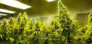 You can soak the chopped roots in alcohol: How Long Does It Take To Grow Weed Cannabis Training University