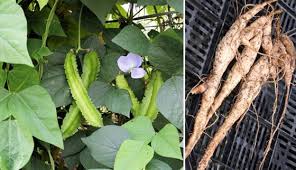 Image result for Psophocarpus scandens