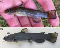 Image result for Agelanthus sp. aff. A. brunneus