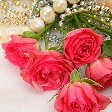 Perfect Love Pink Rose Flower Images And Description Rose Flower Wallpaper Pink Rose Flower Flower Wallpaper