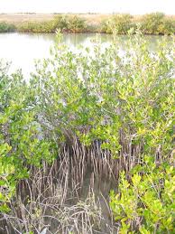 Image result for Avicenniaceae